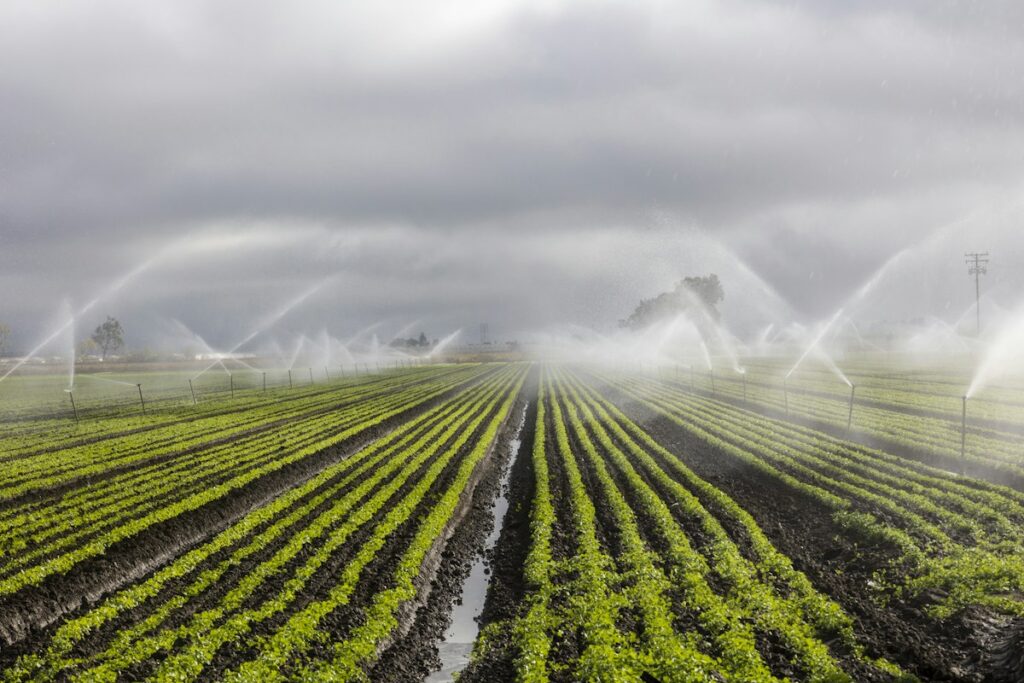 Irrigation sprinklers watering a crop field